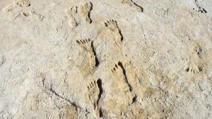 Human fossil footprints at White Sands National Park in New Mexico. Image Credit: Courtesy of the National Park Service