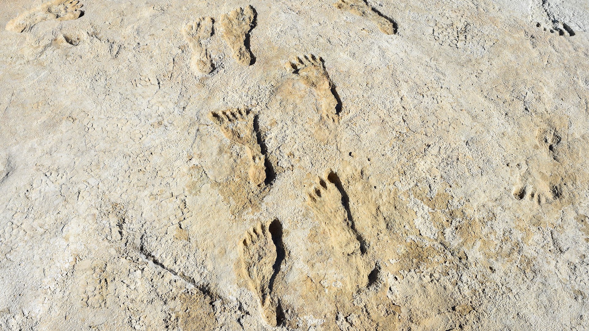 Human fossil footprints at White Sands National Park in New Mexico. Image Credit: Courtesy of the National Park Service