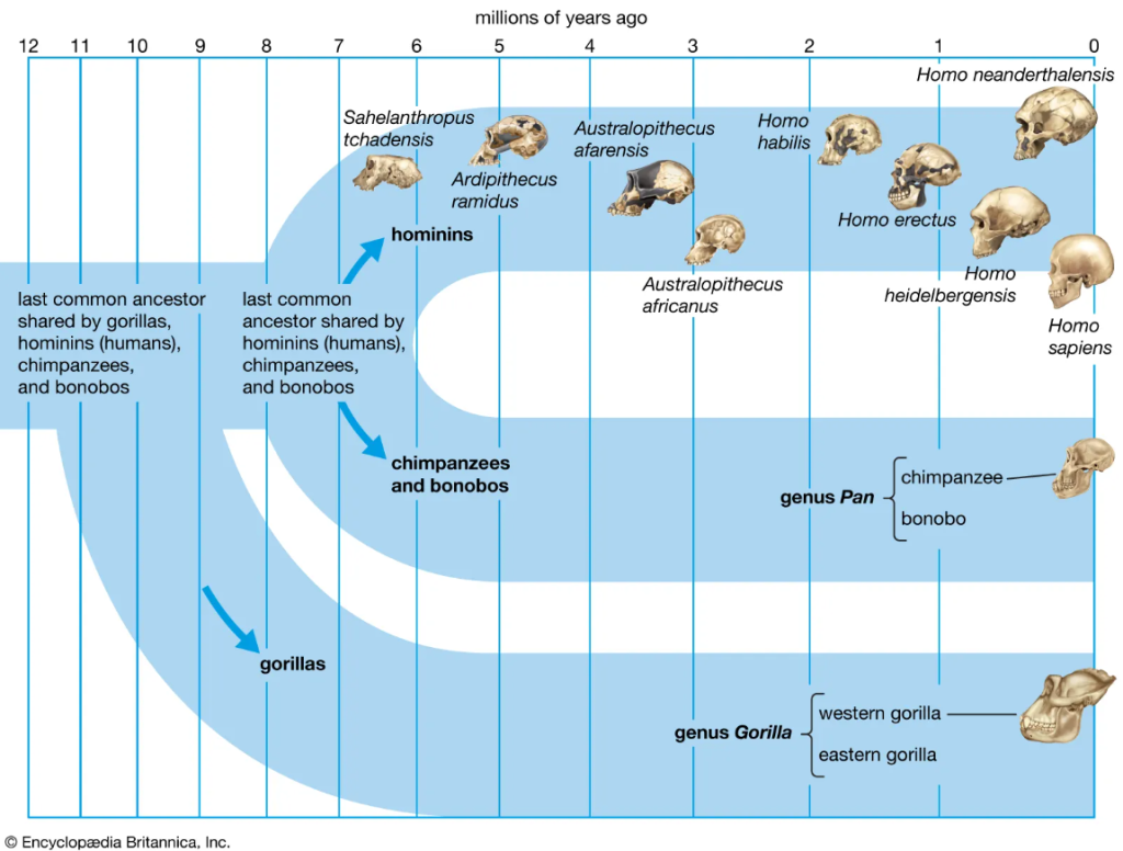 Human evolution: early human evolution