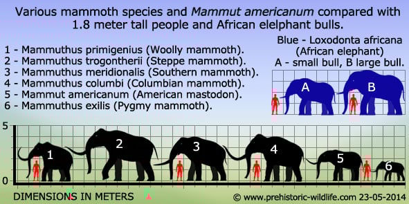 Illustrated scale comparison of mammoth